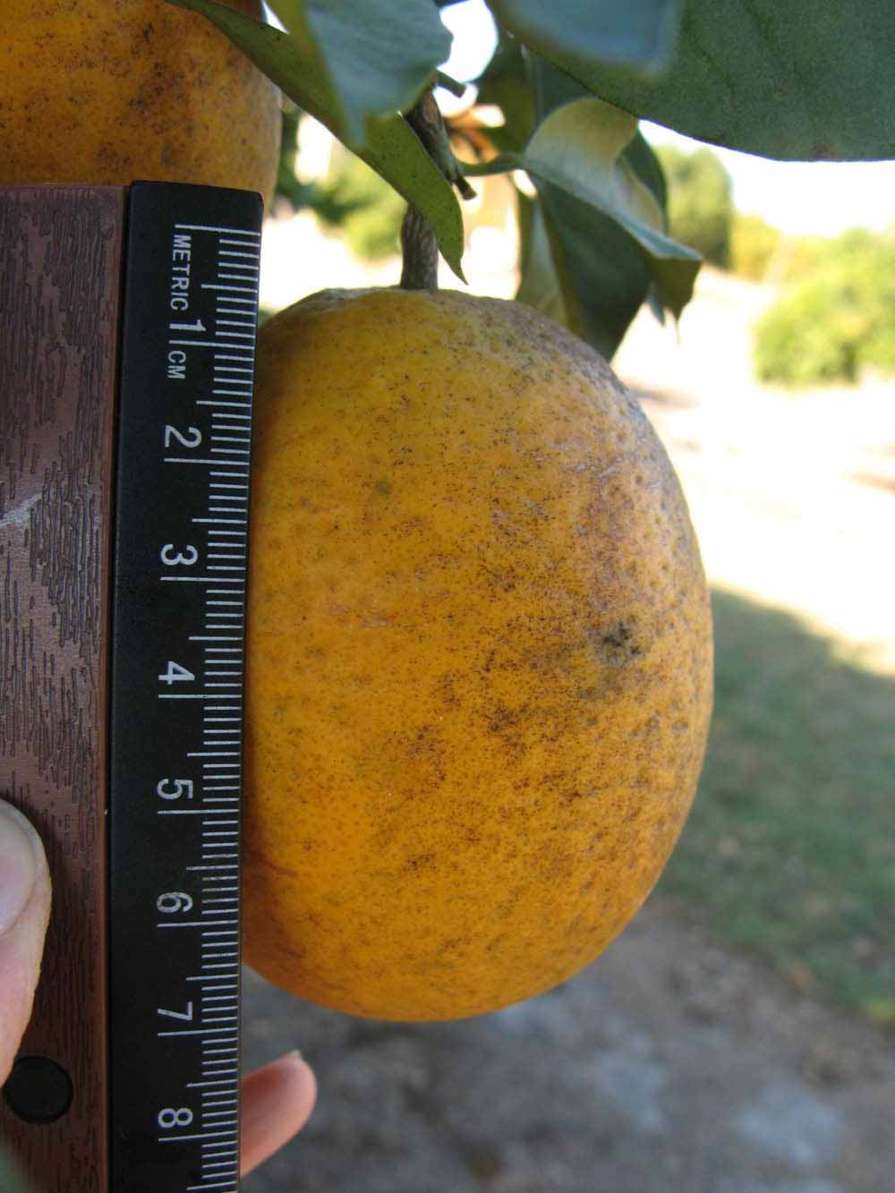              Fruit (Winter Haven, FL)       